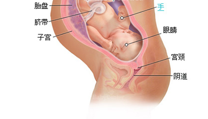 小儿各时期神经、精神发育过程