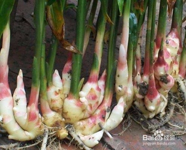 盆栽芰生姜的管理方法
