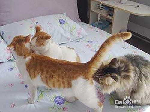 如何有效解决母猫咪发情?