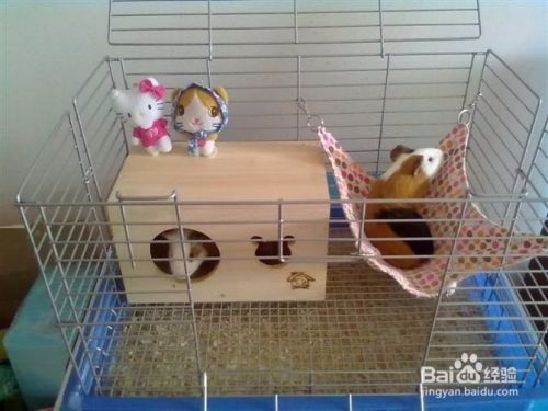 第一次养豚鼠 荷兰猪需要准备什么 百度经验