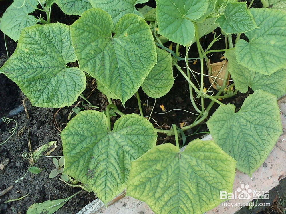 钾元素对植物生长的作用