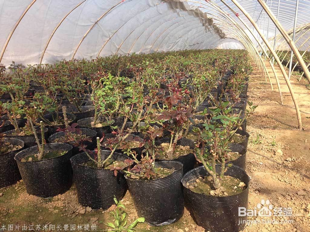 盆栽月季花基地的培育全过程