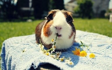 过年荷兰猪怎么带回去