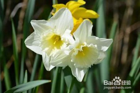 这4种花，就在冬天长得旺，花开的又多又艳，快来瞧瞧！