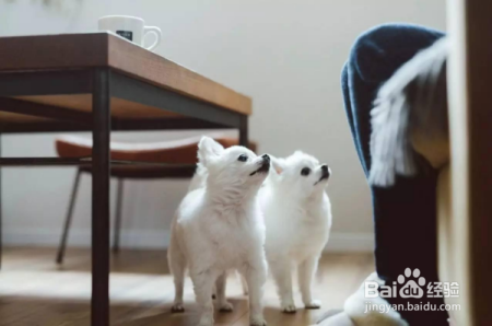 你以为狗狗只能逗乐你?还能帮你减肥!狗狗让你多运动20分钟!