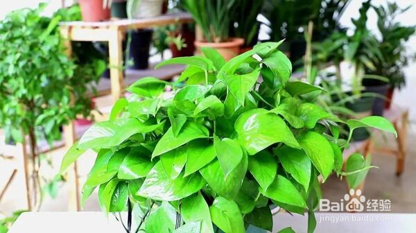 蚂蚁庄园：下列哪种植物适合养在室内