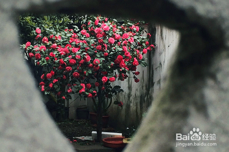 凛冬已至,闲以养花,最怡趣养心