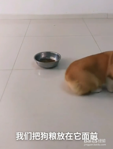 如何纠正狗狗挑食的坏毛病