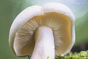 可以影响人一生的五种食物