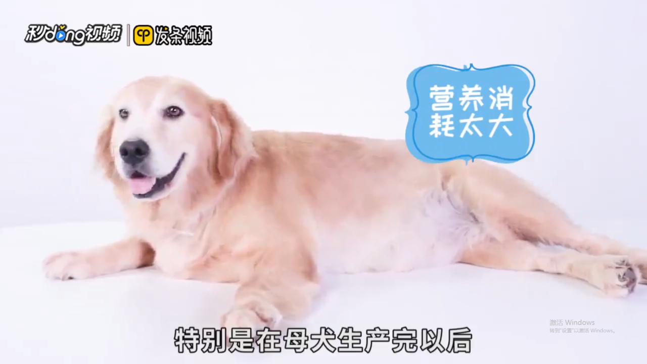 狗狗鼻子褪色是怎么回事