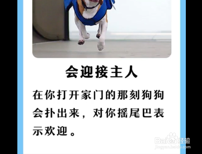 狗狗对主人，有哪些表现？