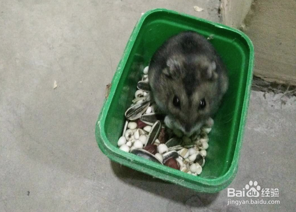 如何给仓鼠洗澡