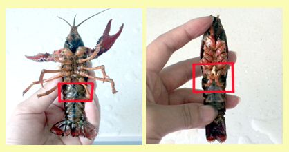 红烧小龙虾的做法