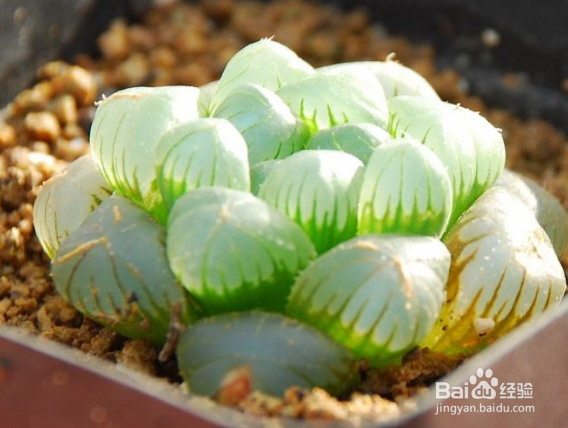 多肉植物怎么养长得快