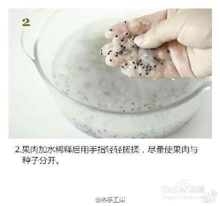 火龙果小盆栽种植