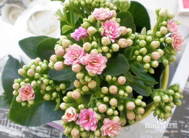 长寿花夏天怎么样