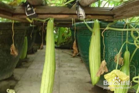 越瓜的功效和作用