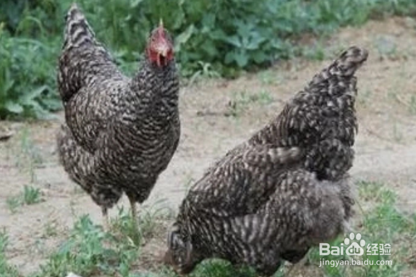 芦花鸡的外貌特征