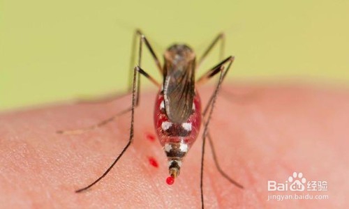 为什么有的人特别吸引蚊子？