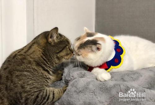 怎么安抚陌生环境的猫咪呢---卫仕营养膏
