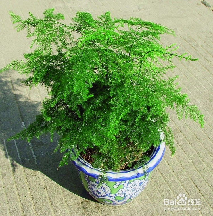 文竹的养殖方法大全