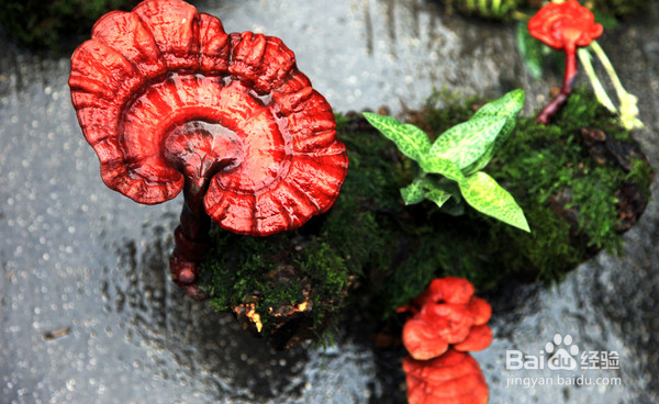 肺癌的中医药疗法优势介绍及其药方建议