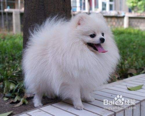 博美犬剪毛之后三种常见反应是什么 百度经验