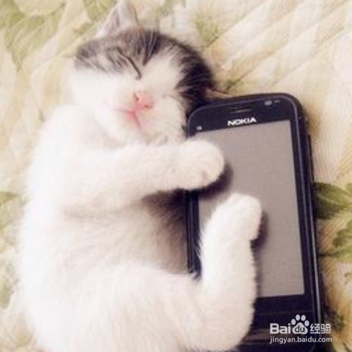 猫咪为什么不喜欢别人抱?