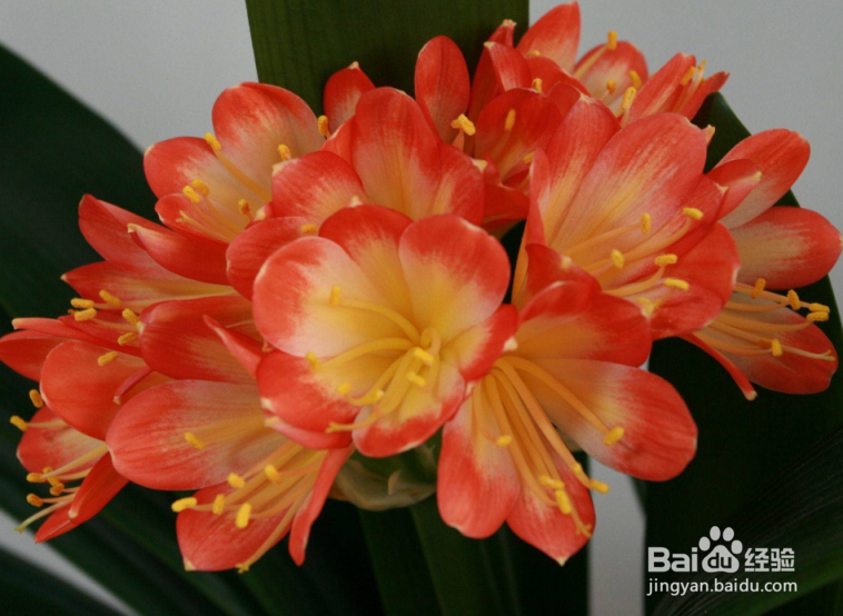 怎样促进君子兰开花