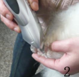 怎样给贵宾犬美容