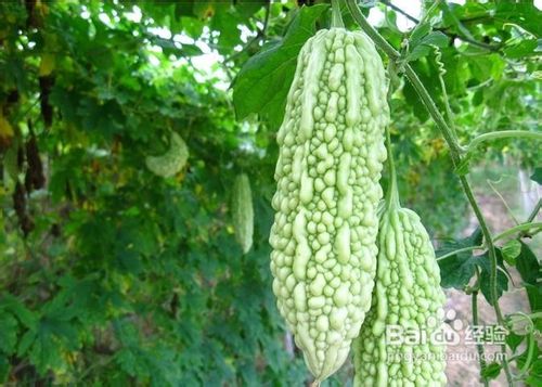 家庭苦瓜炒蛋的简单做法