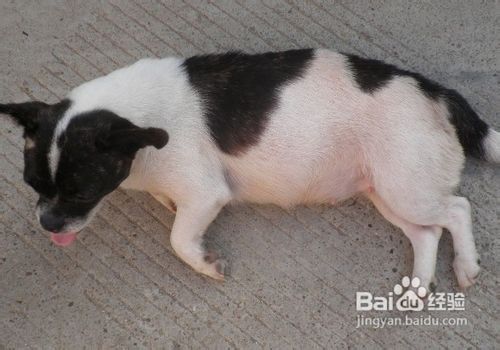 给狗狗喂蛋糕的注意事项