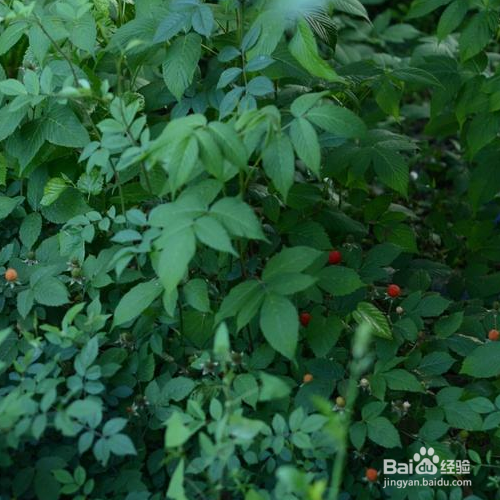 蓬蘽的培育方法和注意事项