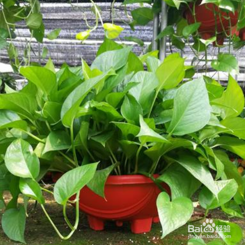 绿萝不绿是什么原因