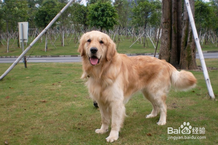 成年金毛的正确饲养方法