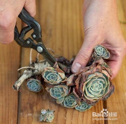 小鲜肉，把满满绿意带回家！！