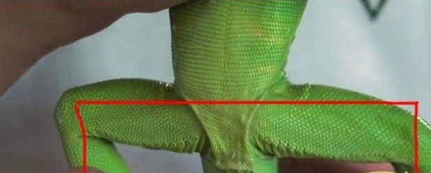 鬣蜥（ig）如何分辨公母