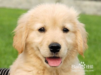 狗狗大便带血的治疗经验