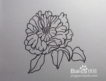 线描画：怎么画石榴花如何画石榴花（步骤）