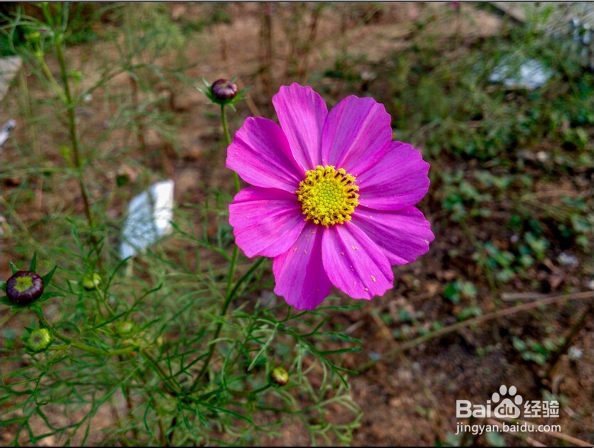 使用 Camera Raw 提高照片质量