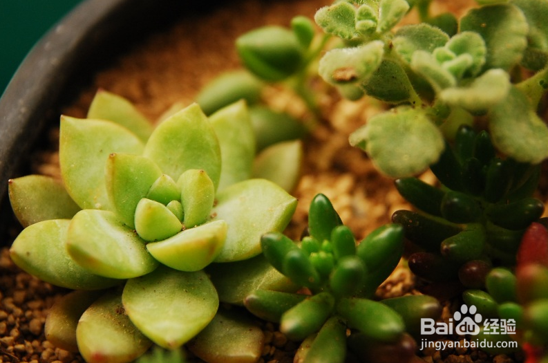 多肉植物该怎么养护