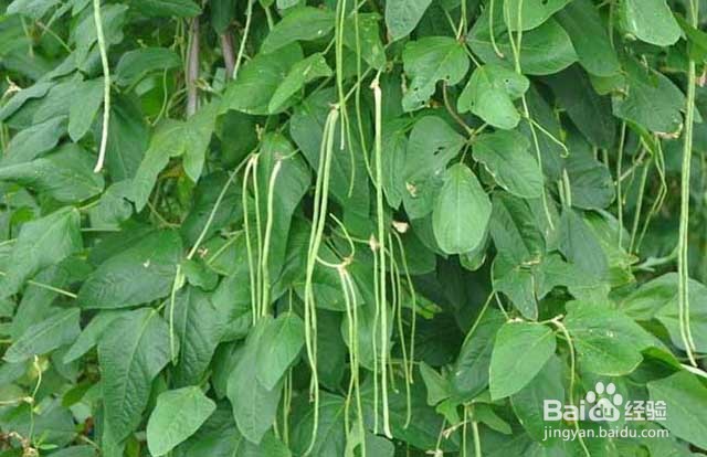 豆角抗重茬的管理措施和施肥管理方法