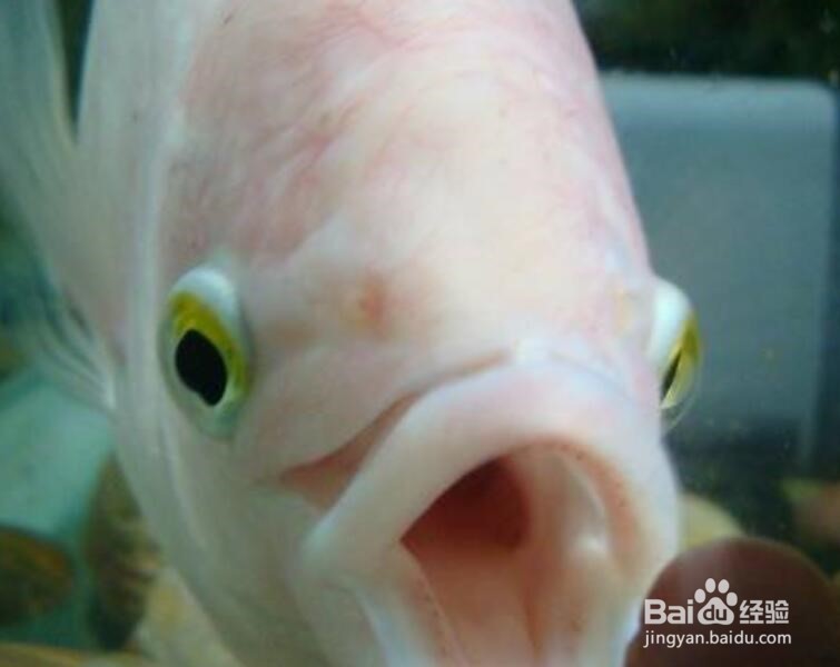 招财鱼咬鱼怎么办