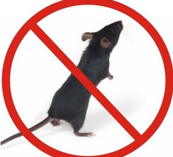 毒老鼠用什么方法