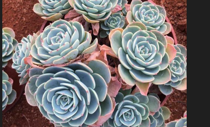 玉蝶可以浇淘米水吗