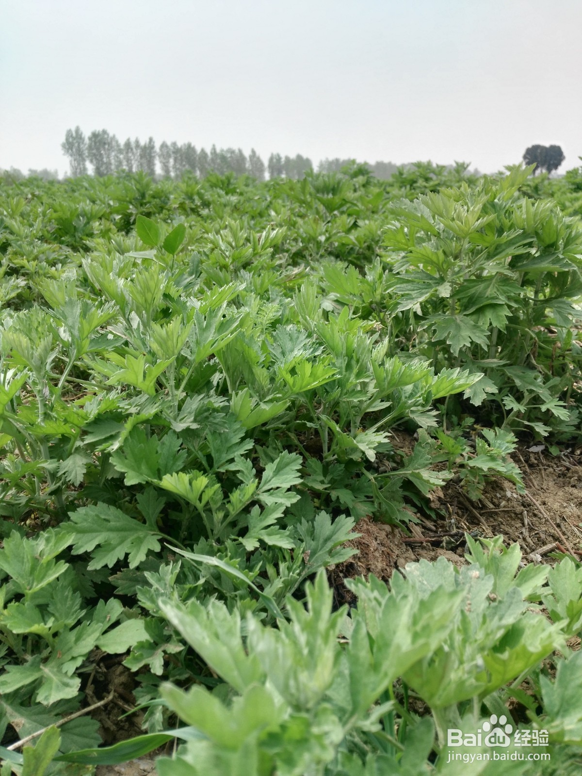 怎么区分艾草和蒿草