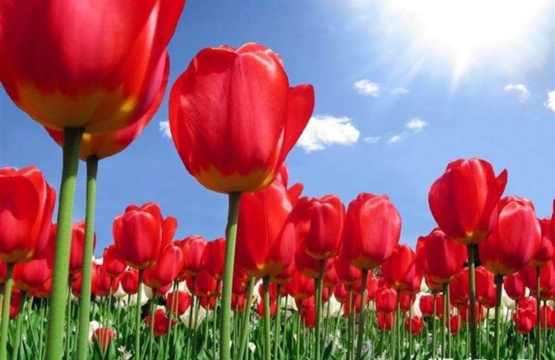 郁金香何时传入中国