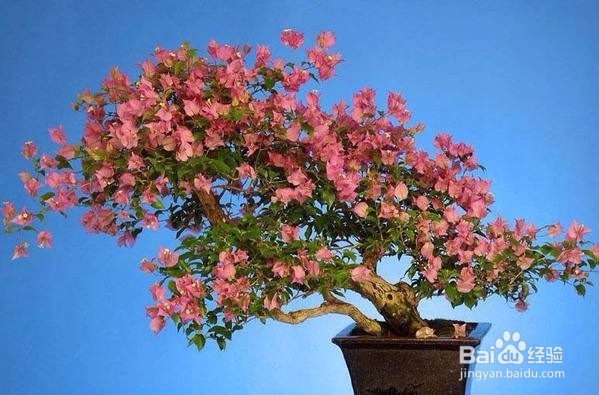 如何保护植物发明