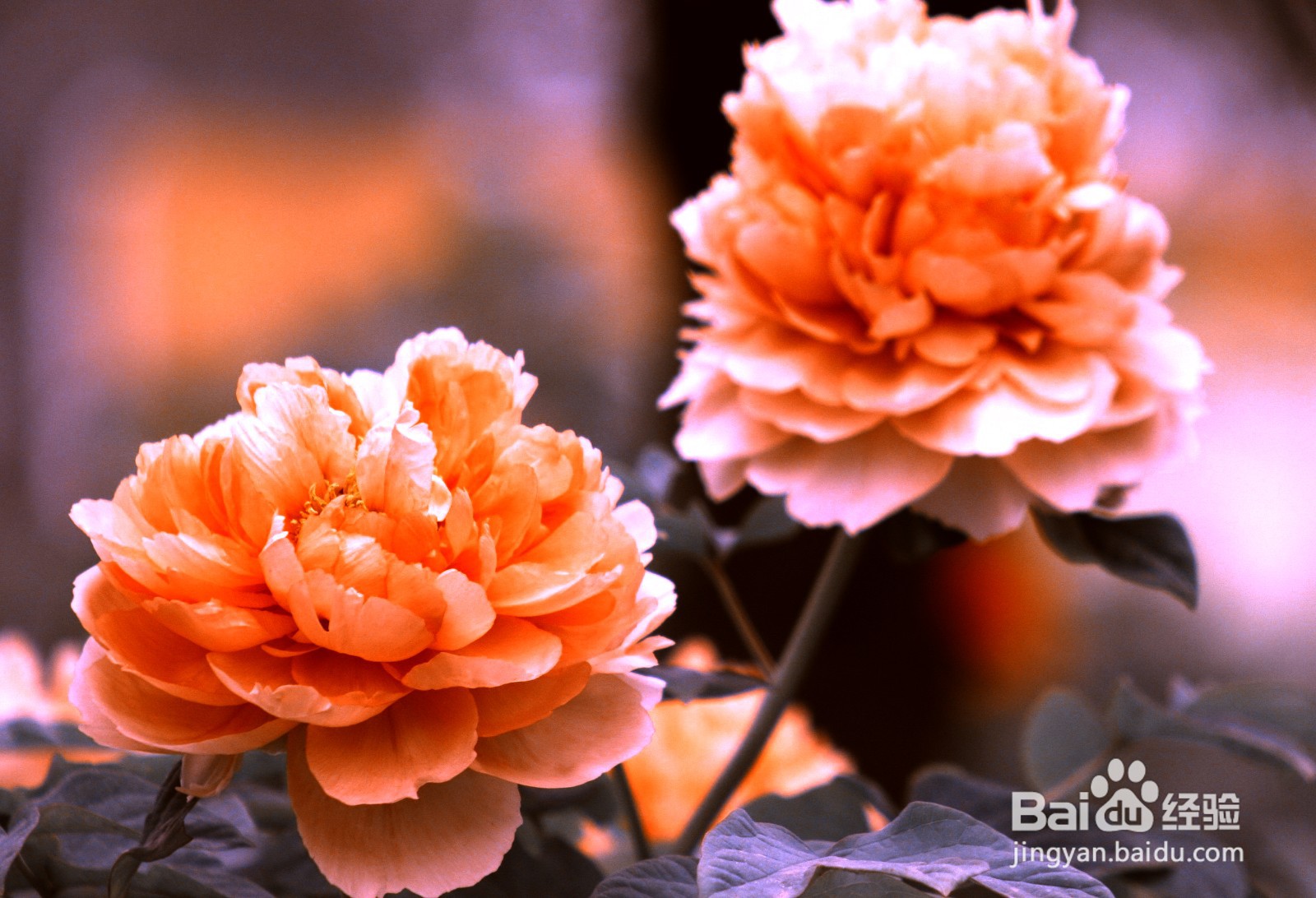 【PS技巧】利用PS给花朵营造金色古韵色彩的效果