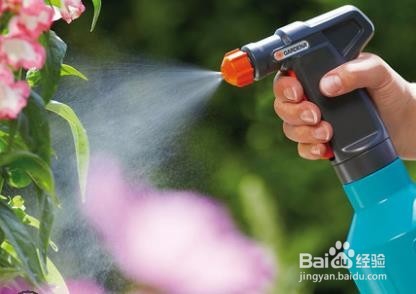 收到的玫瑰花束怎么养